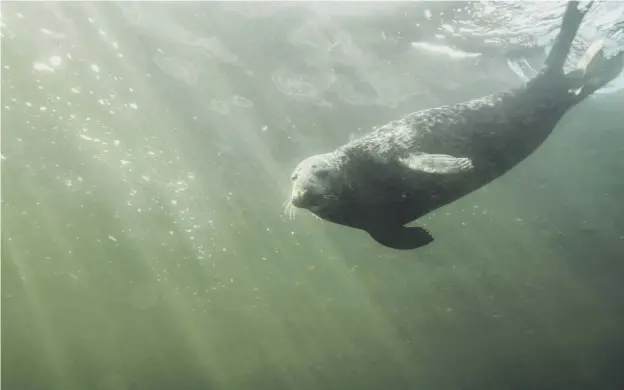  ??  ?? 0 National sealife watchdog Marine Scotland has issued new guidance to call attention to the dangers of approachin­g seals