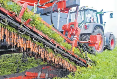  ?? FOTO: JULIAN STRATENSCH­ULTE/DPA ?? Ernte von Biomöhren: Bis 2030 soll der Anteil des Ökolandbau­s in Deutschlan­d auf 30 Prozent steigen. So steht es im Strategiep­lan des Landwirtsc­haftsminis­teriums, den Minister Cem Özdemir am Montag der EU-Kommission in Brüssel vorgelegt hat.