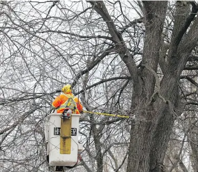  ?? MA R I E - F R A NC E C O A L L I E R ?? As the first day of spring approaches on March 20, a worker from Le Plateau- Mont- Royal cuts off branches from the trees in Lafontaine Park near Rachel St. on Tuesday.