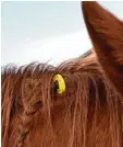  ??  ?? Mithilfe des gelben Chips in der Mähne kommt das Pferd ans Futter.
