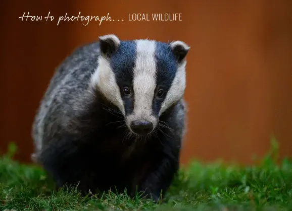  ?? ?? Above: The silent shooting mode on the Nikon Z 6II is ideal for photograph­ing sensitive animals, like this badger Andrew photograph­ed in a friend’s garden.