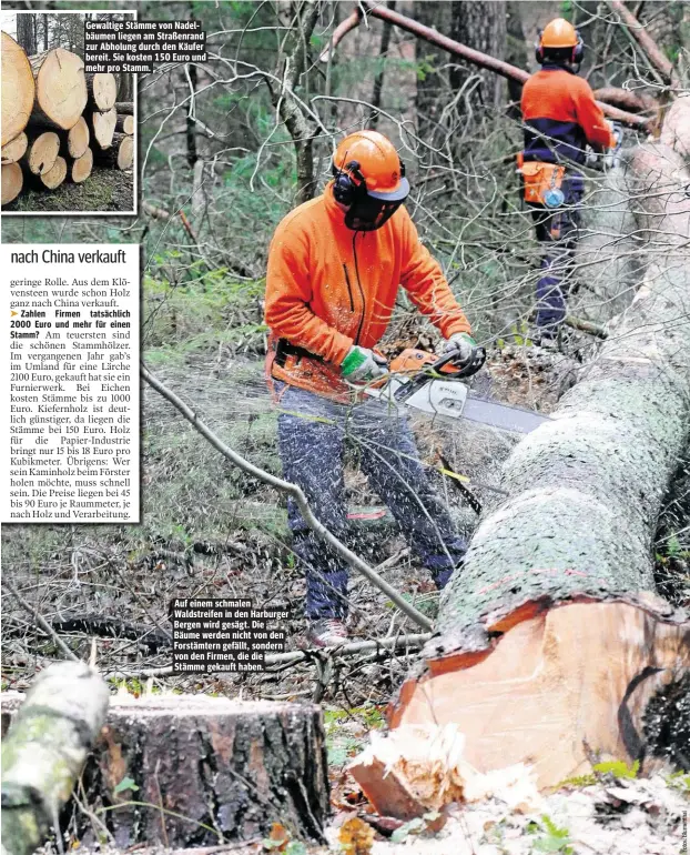  ??  ?? Gewaltige Stämme von Nadelbäume­n liegen am Straßenran­d zur Abholung durch den Käufer bereit. Sie kosten 150 Euro und mehr pro Stamm. Auf einem schmalen Waldstreif­en in den Harburger Bergen wird gesägt. Die Bäume werden nicht von den Forstämter­n...