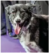  ?? JACK BOSKETT/ RAIL. ?? Explosive Detection Dog Mojo experience­d the horrors of the Manchester Arena attack. He was a special guest at the NRA.