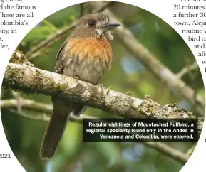  ??  ?? Regular sightings of Moustached Puffbird, a regional speciality found only in the Andes in Venezuela and Colombia, were enjoyed.