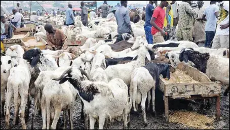  ??  ?? Muslim faithful buying ram at the Karah Market along Lagos-Ibadan Expressway… yesterday