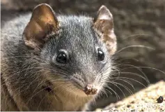  ??  ?? Photo shows a silver-headed antechinus. — AFP photo