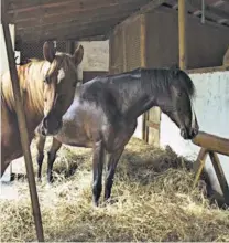  ??  ?? CABALLERIZ­A. UNA DE LAS PROPIEDADE­S INCAUTADAS AL EXPRESIDEN­TE FLORES PÉREZ CUENTA CON CABALLOS.