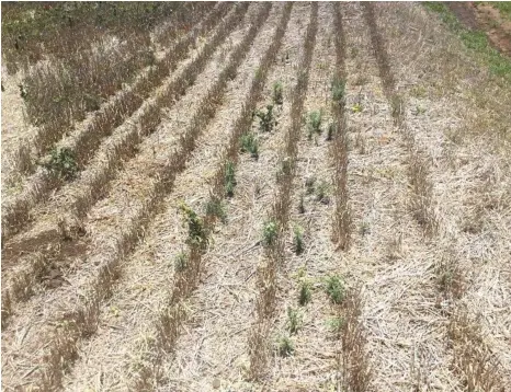  ?? PHOTO: PAUL MCINTOSH ?? WINTER CEREALS: Wheat stubble coverage in a Darling Downs paddock in December 2016.