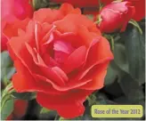  ??  ?? Rose of the Year 2012 I. Moment In Time £9.99 each (Code G313)