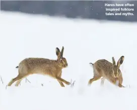  ??  ?? Hares have often inspired folklore tales and myths.