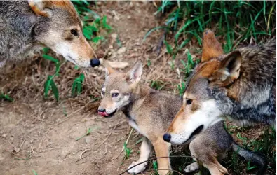  ?? GERRY BROOME / THE ASSOCIATED PRESS ?? Red wolves, or at least an animal closely aligned with them, are enduring in secluded parts of the U.S. Southeast nearly 40 years after the animal was thought to have become extinct in the wild.