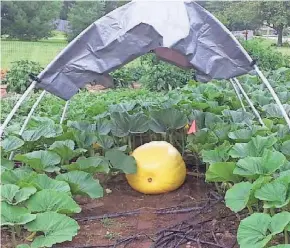  ?? ?? Shade is required to protect giant pumpkins form splitting and scalding.