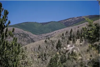  ?? PHOTOS BY LUIS SÁNCHEZ SATURNO/THE NEW MEXICAN ?? The aspen forest below the Santa Fe ski area, seen Monday, has been stripped of about half its leaves by tent caterpilla­rs, below.