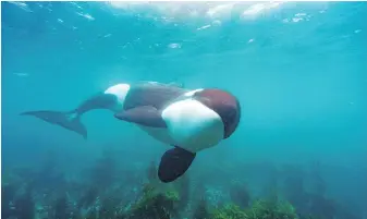  ?? KINA SCOLLAY, NATIONAL GEOGRAPHIC FOR DISNEY+ VIA AP ?? An Orca hunts for stingrays in the waters off New Zealand in a scene from Secrets of the Whales, a new National Geographic docuseries on Disney+.