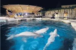  ?? JASON DECROW/AP ?? Three beluga whales swim together in an acclimatio­n pool after arriving at Mystic Aquarium in May. The whales were among five imported to Mystic Aquarium from Canada for research on the endangered mammals.