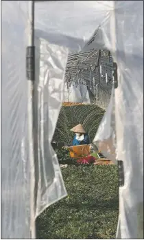  ??  ?? A migrant worker works inside a greenhouse at a farm in Pocheon.