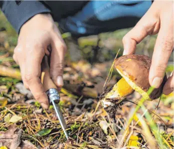  ?? FOTO: ROBERT GÜNTHER/DPA ?? Wenn die Pilze sprießen, können viele Sammler nicht widerstehe­n. Allerdings gibt es Mengenvorg­aben, die man nicht überschrei­ten darf.