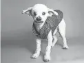  ?? PROVIDED BY THE ARIZONA HUMANE SOCIETY ?? Buzz is a gentle 10-year-old poodle.