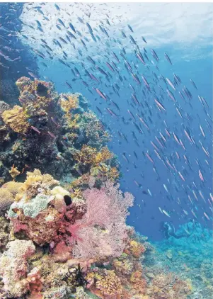  ?? FOTO: QUEENSLAND TOURISMUS ?? Das Great Barrier Reef in Australien erstreckt sich über eine Gesamtläng­e von 2300 Kilometern und beheimatet viele tausend Arten von Meeresbewo­hnern.