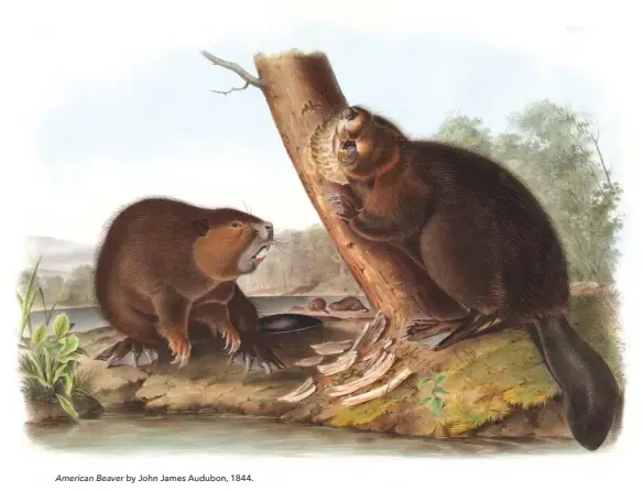  ??  ?? American Beaver by John James Audubon, 1844.