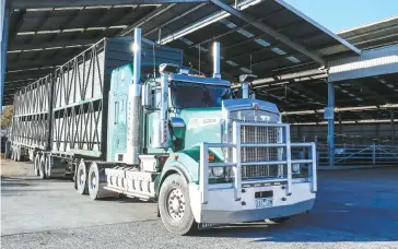  ??  ?? B-double trucks had no problems loading or unloading cattle at the Warragul saleyards last week, proving wrong claims made to Latrobe City Council that a lack of access for the large trucks was one of the reasons the yards’ future was in doubt.