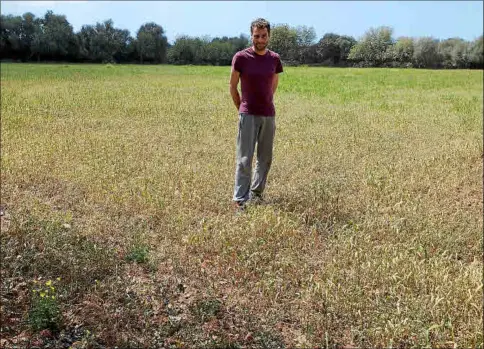  ?? ?? Oliver cuenta con unas 380 ovejas y cultiva unas 150 cuarterada­s para poder abastecer el rebaño, «este año está todo seco».