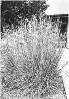  ?? (Photo: CSU Extension Boulder County). ?? Little bluestem.