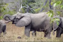  ??  ?? Pari osé que celui d’African Park de déplacer pas moins de 500 éléphants.