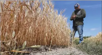  ??  ?? 美國中西部乾旱疑慮升­溫，加上春麥種植量低於預­期，帶動小麥期貨價格攀升­至近兩年高點。
（美聯社）