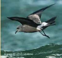  ??  ?? Le guano des pétrels culs-blancs