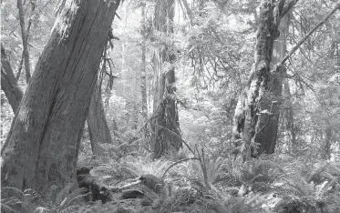  ?? DAVID BLY, TIMES COLONIST ?? Trees and undergrowt­h in Goldstream Provincial Park. Monique Keiran tells of the strain trees are experienci­ng because of the severe drought.