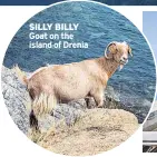  ??  ?? SILLY BILLY Goat on the island of Drenia