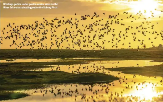  ??  ?? Starlings gather under golden winter skies on the River Esk estuary leading out to the Solway Firth