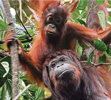  ??  ?? Orangutans in South-East Asia are in critical danger as much of their forest habitat is cleared for plantation­s.