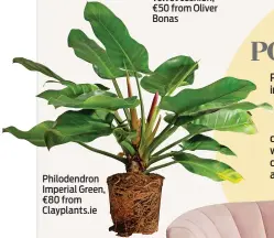  ??  ?? Philodendr­on Imperial Green, €80 from Clayplants.ie