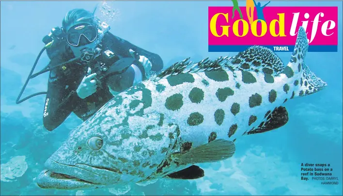  ?? PHOTOS: DARRYL HAMMOND ?? A diver snaps a Potato bass on a reef in Sodwana Bay.
