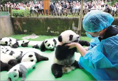  ?? SHE YI / FOR CHINA DAILY ?? About 23 giant pandas born in 2016 are seen on a display at the Chengdu Research Base of Giant Panda Breeding on Thursday in Chengdu, Sichuan province.