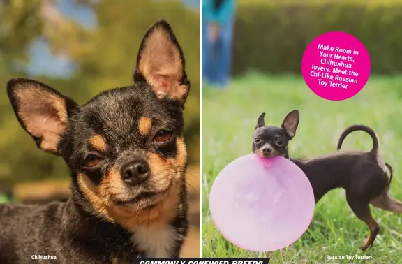 Russian Toy vs. Chihuahua: How to Tell the Difference