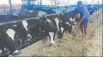  ?? HT PHOTO ?? A dairy farm at Namol village of Sangrur.
