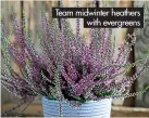  ?? ?? Team midwinter heathers with evergreens