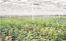  ?? THE CANADIAN PRESS/HO-APHRIA ?? Licensed medical marijuana producer Aphria Inc.’s quarterly profit got a boost from growth in revenue, which doubled year-over-year, to $10.3 million, and new medical patients.