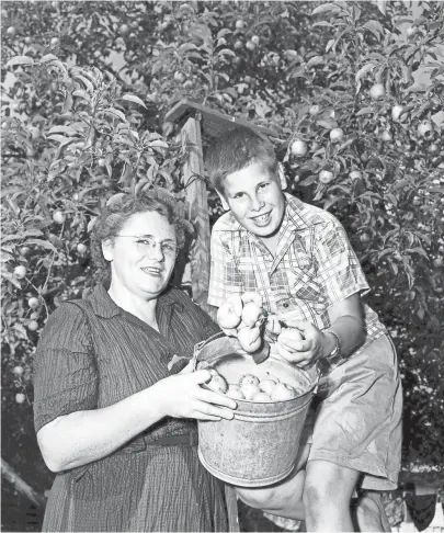  ??  ?? Mr. and Mrs. Burt P. Johnson acquired 20 apple trees in the bargain when they bought their home at 393 Colonial Road. Here, Mrs. Johnson and son Richard display one of the many pails of apples they picked from the trees in August 1953. CHARLES...