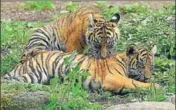  ?? HT FILE ?? A tiger normally demarcates 1012 square km as his or her territory and does not allow a rival to enter.