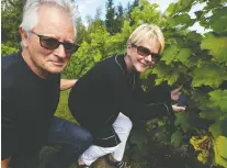  ?? PETER MCCABE ?? Serge Primi and Christiane St-onge love welcoming volunteer grape pickers to their vineyard each fall.