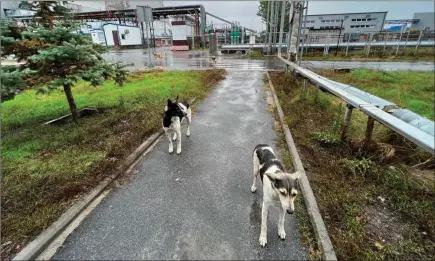  ?? The Associated Press ?? This photo shows dogs in the Chernobyl area of Ukraine on Oct. 3, 2022. More than 35 years after the world’s worst nuclear accident, the dogs of Chernobyl roam among decaying, abandoned buildings in and around the closed plant – somehow still able to find food, breed and survive.