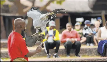  ?? Tsvangiray­i Mukwazhi The Associated Press ?? A handler prepares a bird for flight at a sanctuary near Harare, Zimbabwe. The pandemic has harmed tourism, reducing visitation to Zimbabwe’s only bird park.