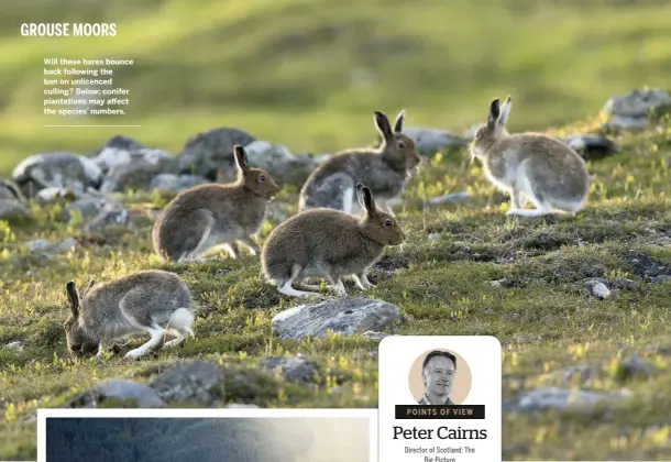  ??  ?? Will these hares bounce back following the ban on unlicenced culling? Below: conifer plantation­s may affect the species’ numbers.