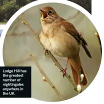  ??  ?? Lodge Hill has the greatest number of nightingal­es anywhere in the UK.