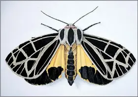  ?? The Washington Post/DEBORAH DAVIS ?? This is the Anna tiger moth. By painting moths large, on 30-by-40-inch canvases, artist Deborah Davis shows the beauty of their color and form.