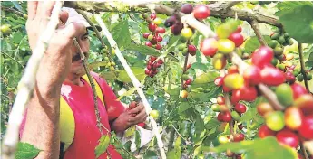  ??  ?? PRODUCCIÓN. El café que se produce en los municipios del valle de Sula es de calidad. En el Merendón, en la zona de San Pedro Sula, hay varios productore­s.
